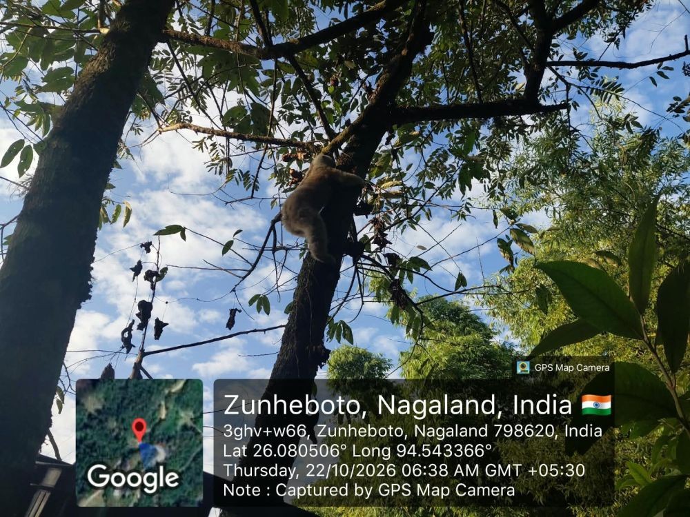 Zunheboto Forest Division has rescued a Bengal slow loris from Khukishe village and released it into the Asukhomi Community Forest on October 22. (Photo Courtesy: DFO Zunheboto)
